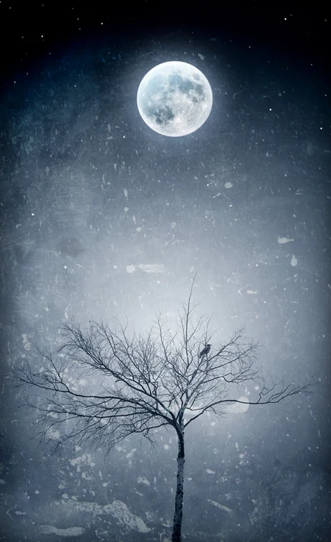 安卓壁纸-月光下的枯树