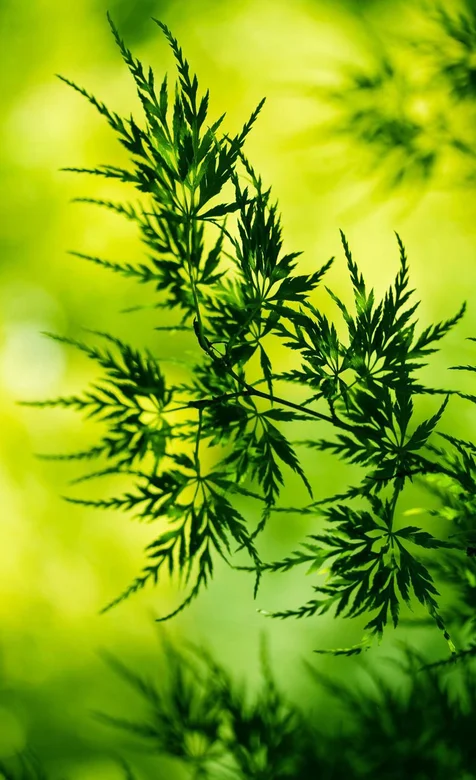 高清绿叶写实风景手机壁纸