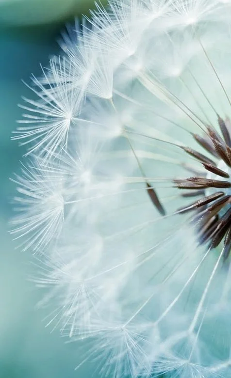 唯美蒲公英手机桌面壁纸