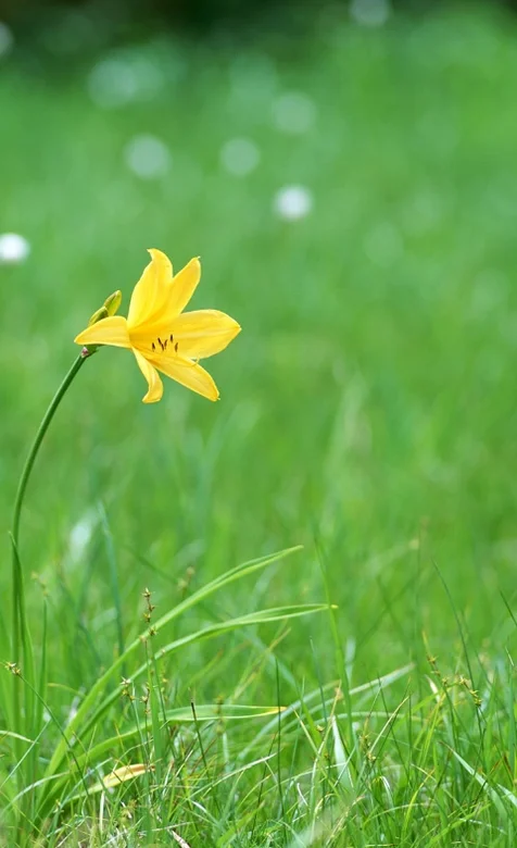 万绿丛中一点黄-黄色牵牛花手机桌面