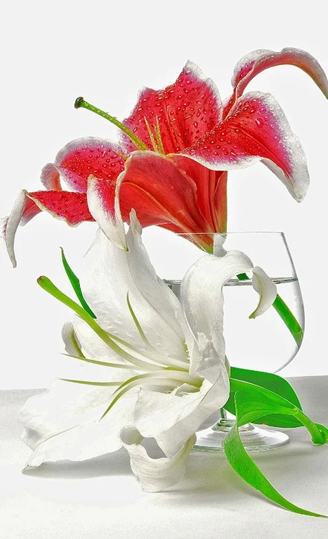 近物-鲜花的特写手机桌面壁纸