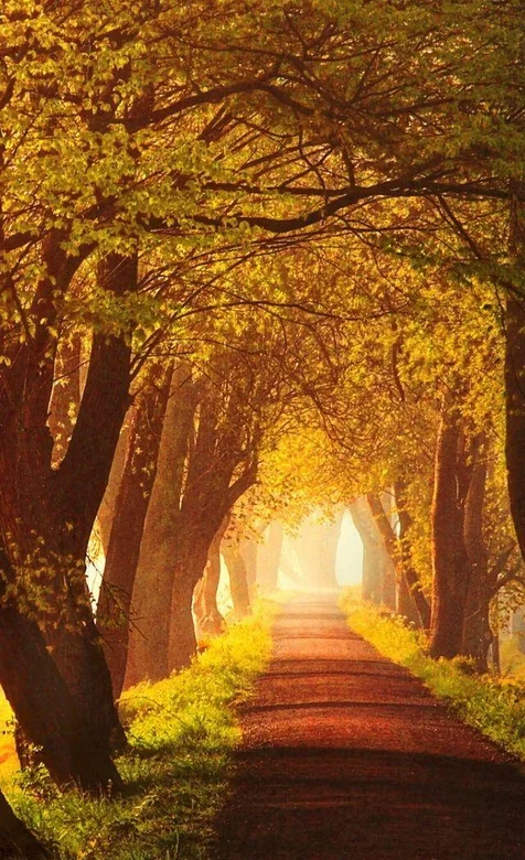 金黄色的林间小道手机壁纸