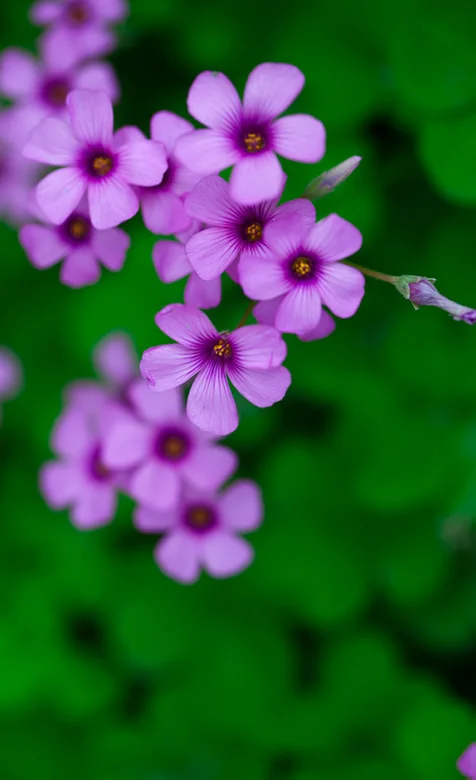 红花酢浆草苹果手机壁纸