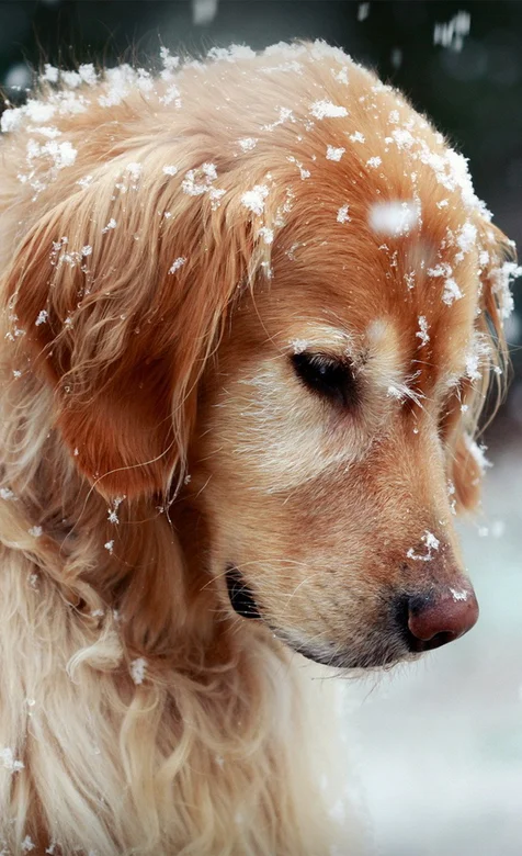 雪中的金毛写真手机壁纸