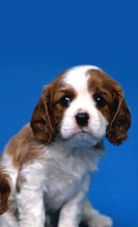 蓝色背景下的可爱狗狗高清手机壁纸