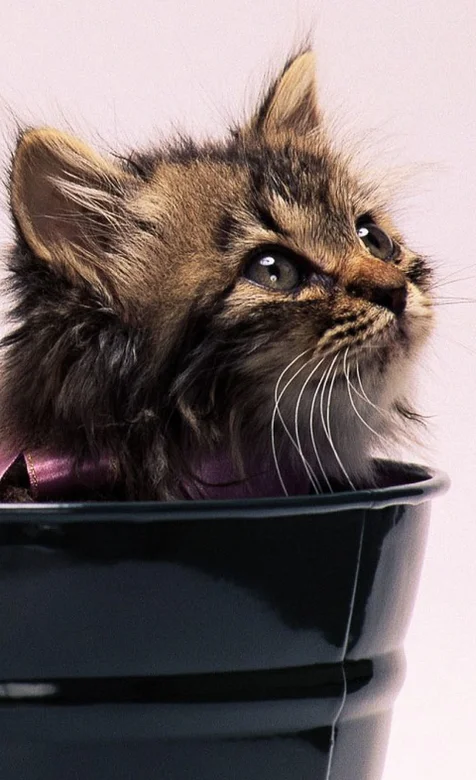 粉红背景下的超可爱猫咪