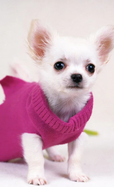 穿着毛衣的可爱狗狗