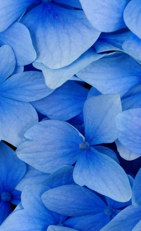 蓝色的花瓣手机壁纸