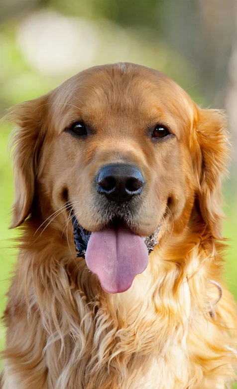 金毛正面写真手机壁纸下载