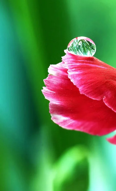 花瓣上的水珠高清安卓壁纸