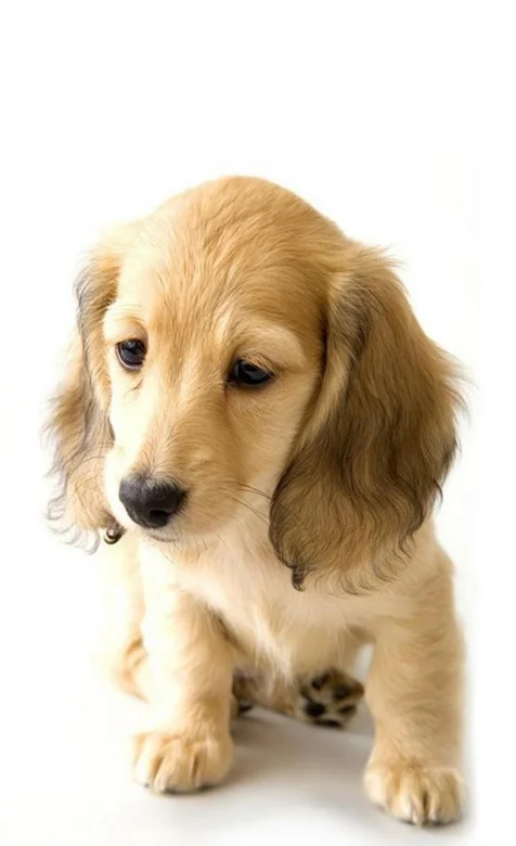 可爱金毛犬写真手机壁纸