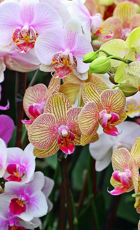 花瓣系列手机壁纸