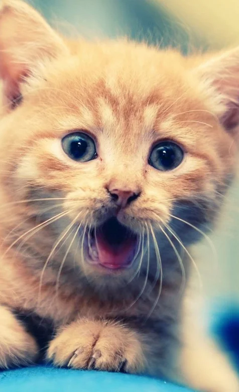 受了惊吓的喵咪表情手机壁纸