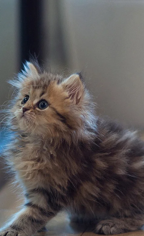 猫咪高清手机壁纸