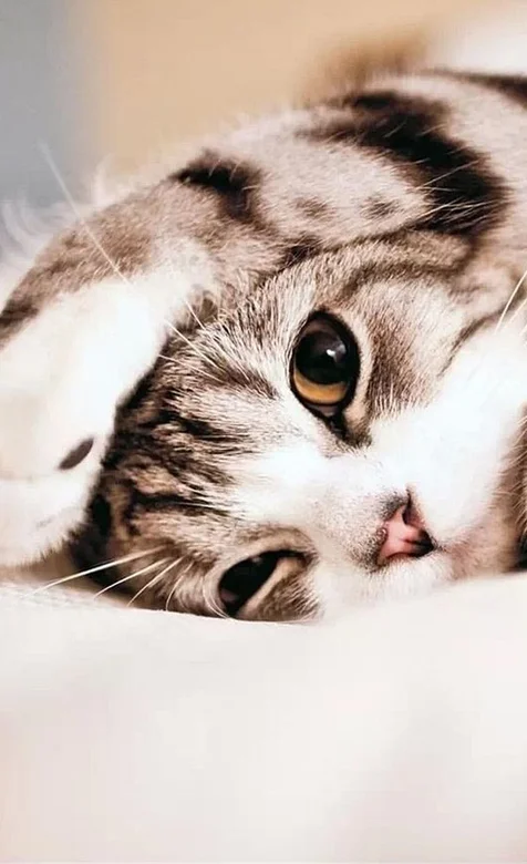 超萌喵星人手机安卓壁纸