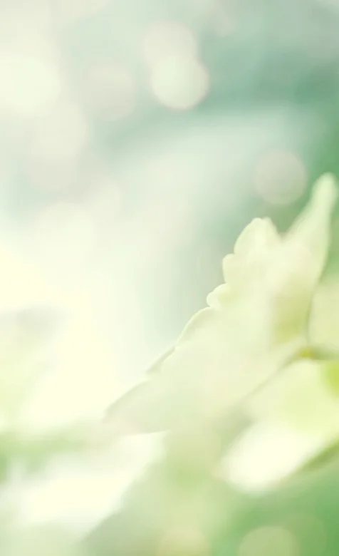 白色朦胧唯美苹果手机壁纸下载