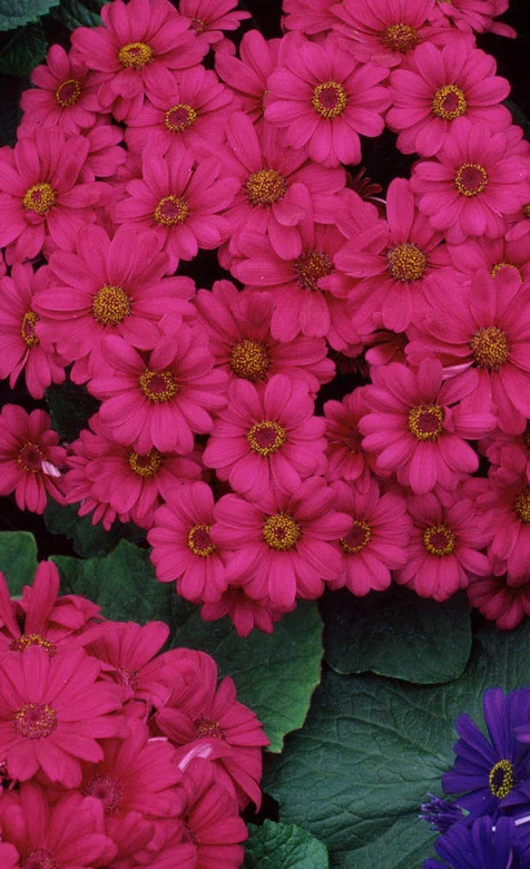 粉色鲜花开满地