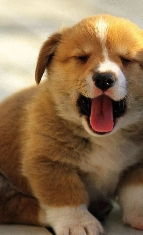 伸着舌头的狗狗手机壁纸