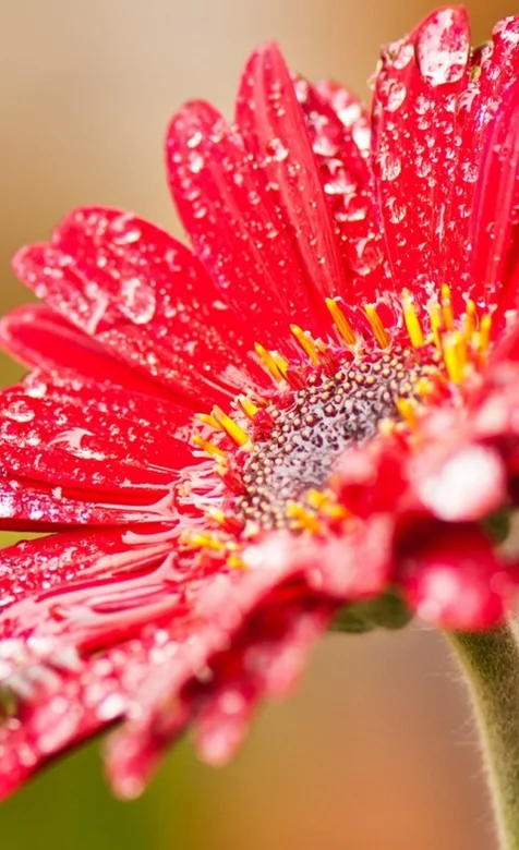 大红植物花瓣高清手机壁纸
