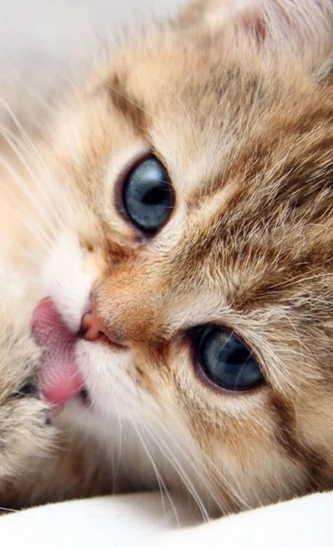 萌猫写真手机壁纸系列下载