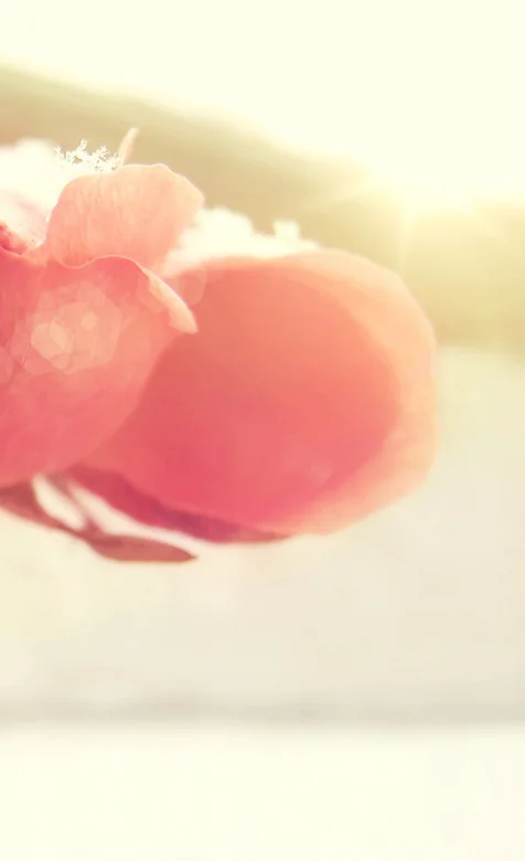 高清唯美的植物安卓壁纸