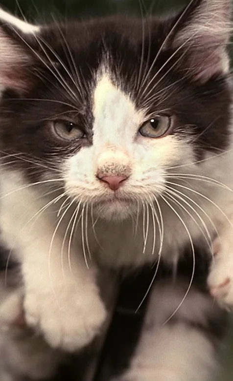 酷表情猫咪手机壁纸