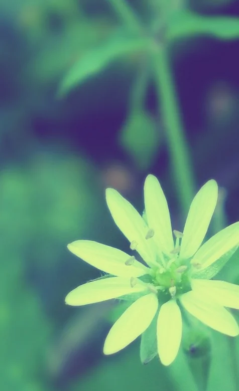 绿色清新植物手机壁纸