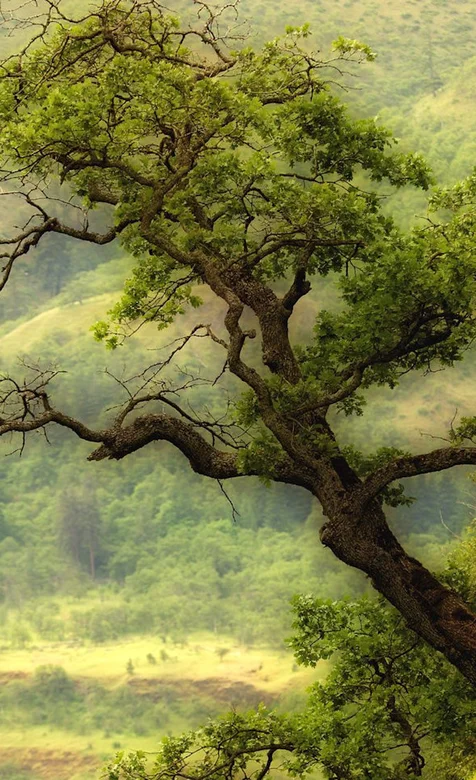 松树风景苹果4S手机壁纸免费下载