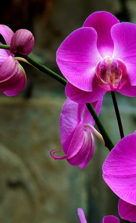 紫红色花瓣高清安卓壁纸