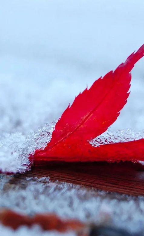 植物树叶手机壁纸