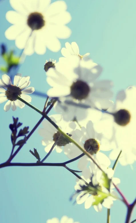 植物高清手机壁纸免费下载