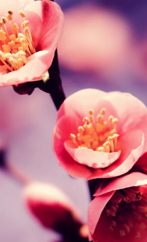 高清清新梅花特写手机壁纸