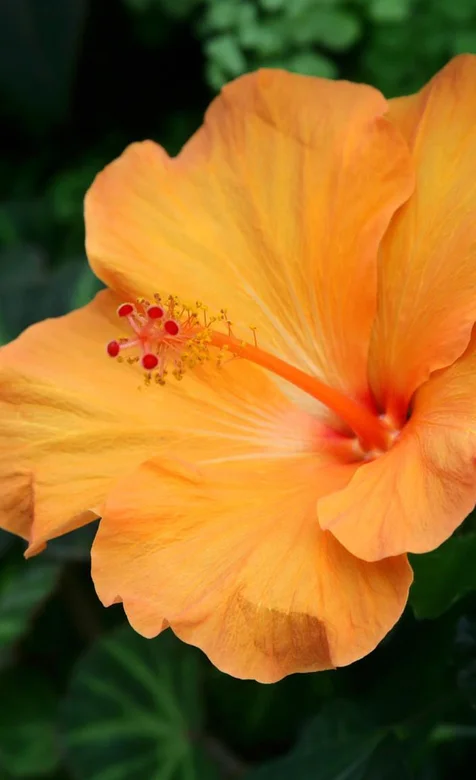 黄色植物手机壁纸