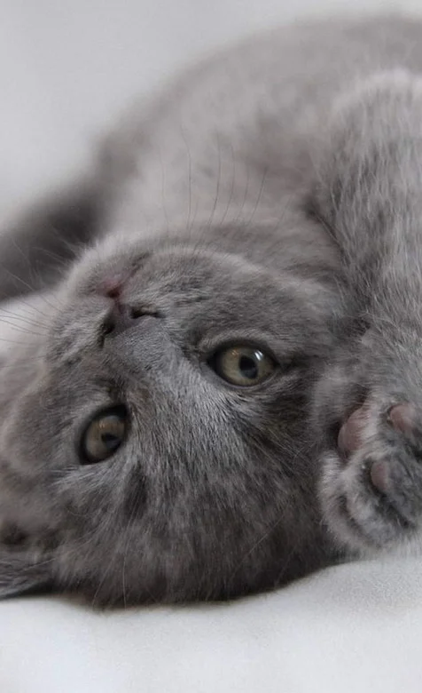 躺着的小猫咪安卓壁纸