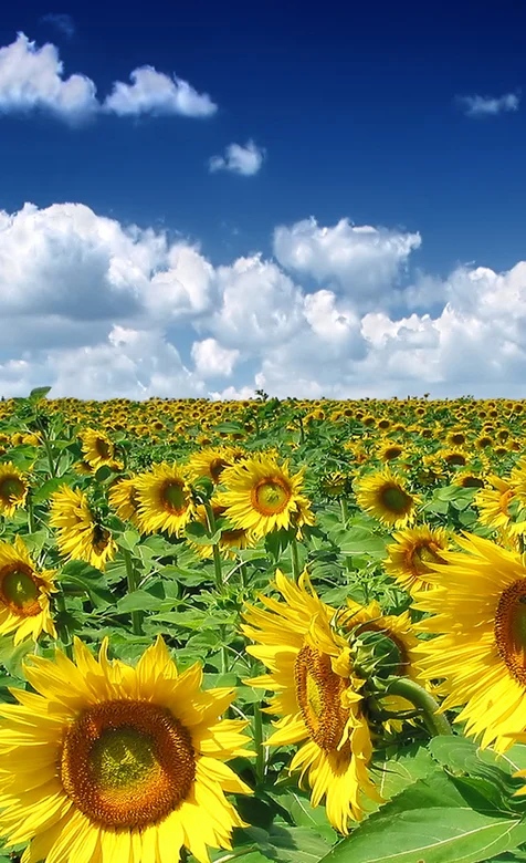 向日葵风景手机壁纸