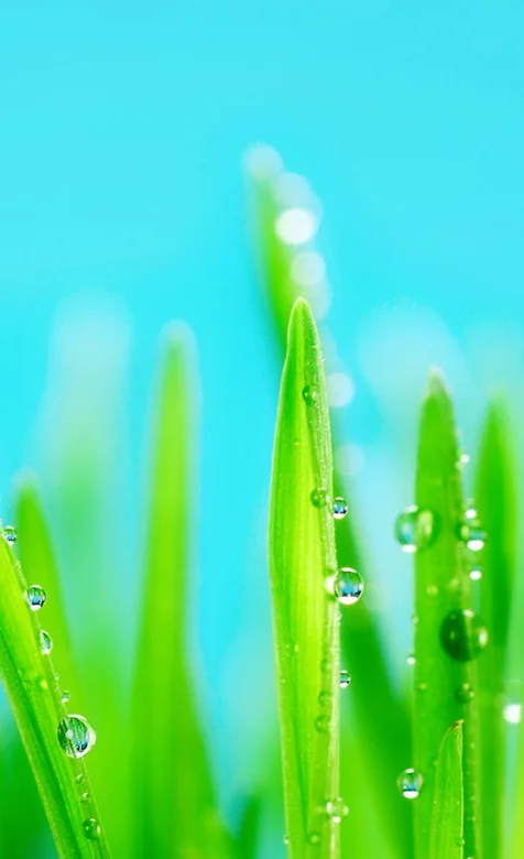 高清青色背景下的草地