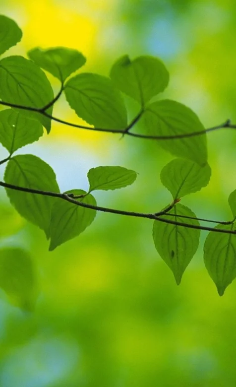 树叶高清特写唯美手机壁纸