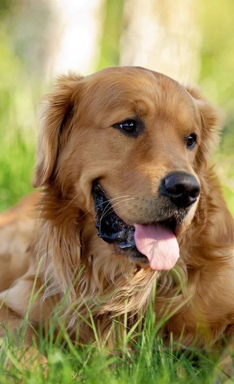 金毛犬手机壁纸系列