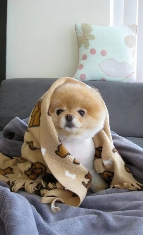 萌宠系列壁纸下载