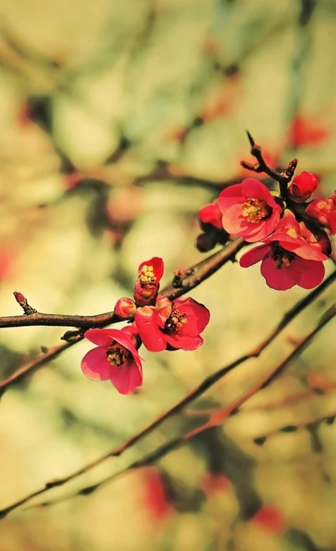 梅花斗艳安卓壁纸