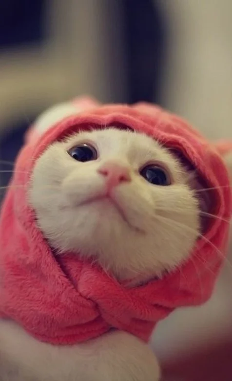 戴着红帽子的可爱猫咪手机壁纸