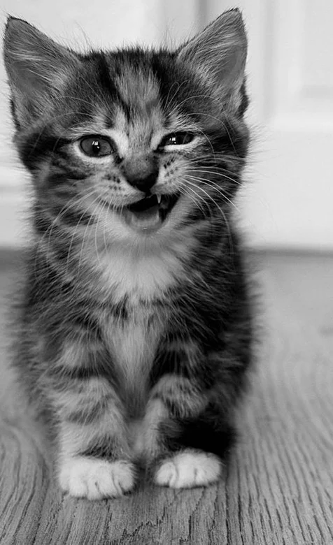 超可爱猫咪表情手机壁纸