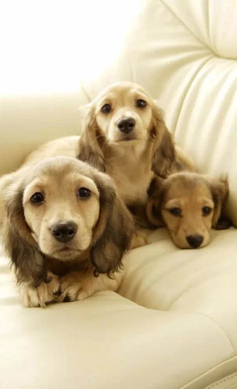 三只金毛在沙发上的手机壁纸