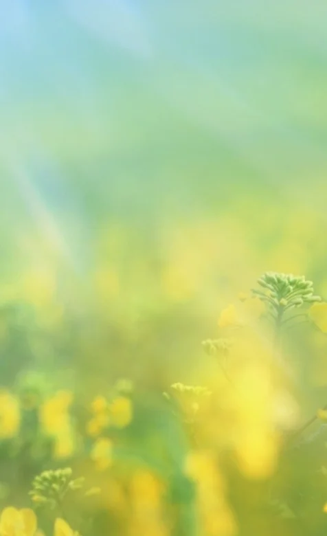 朦胧美的植物手机壁纸