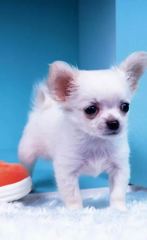 可爱小狗手机壁纸