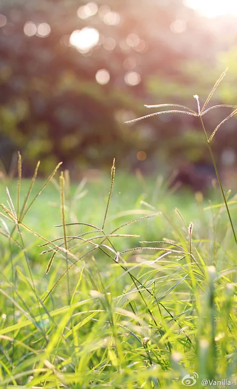 梦幻草地风景安卓壁纸