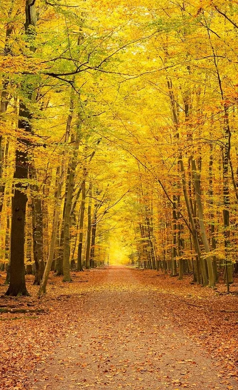 黄黄的落叶堆积的小路手机壁纸