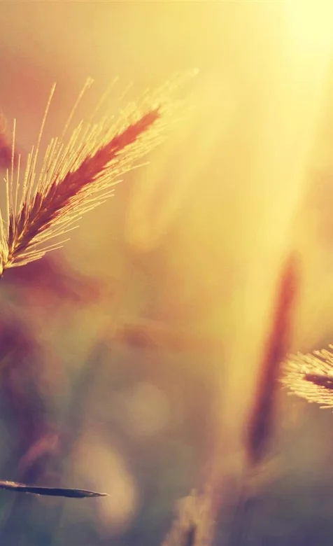 唯美镜头下的麦穗