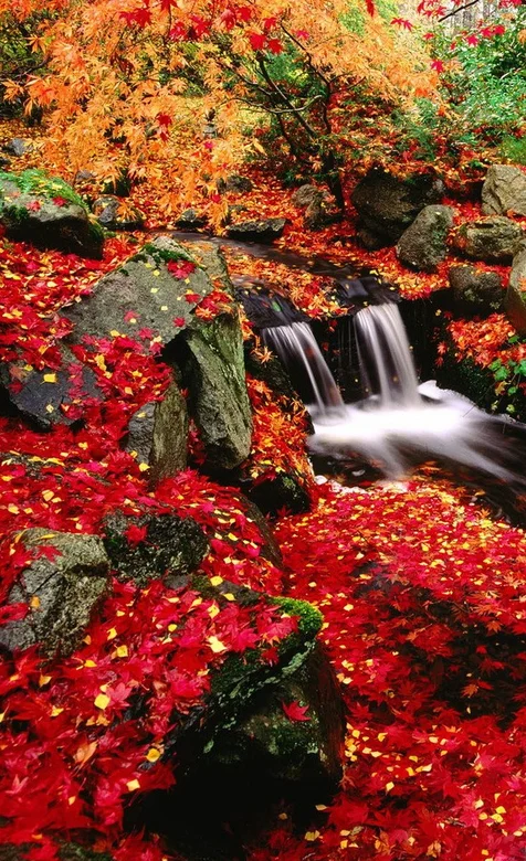 满山花瓣的水沟唯美又有意境