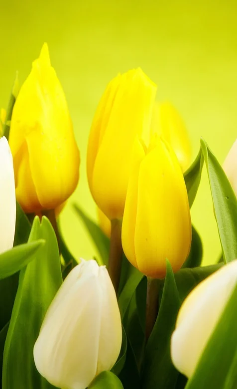 黄色郁金香花开正艳